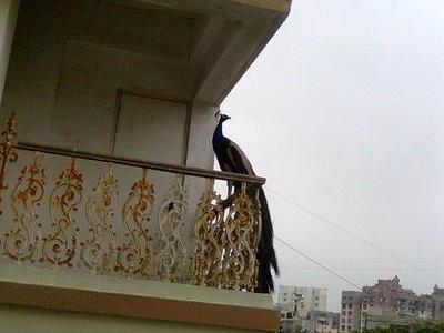  3 BHK , Ahmedabad, image