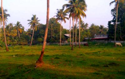 , Kochi, image