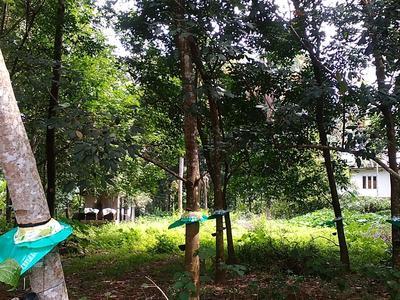 residential land, kochi, karukutty, image