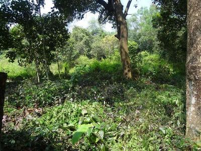 residential land, kochi, thevakkal, image