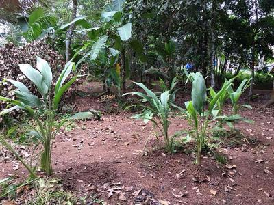 residential land, kochi, kuzhivelippady, image