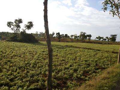 , Mysore, image