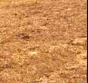 residential land, ranchi, hardag, image